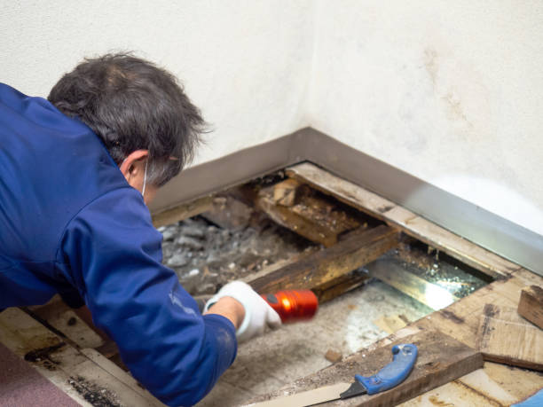 Certified Mold Removal in Upper Exeter, PA