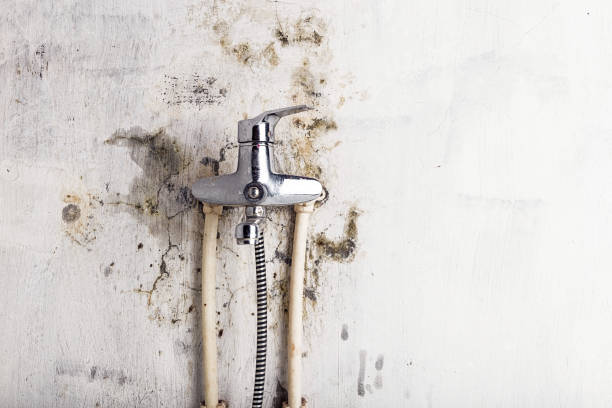 Best Best Mold Removal Companies  in Upper Exeter, PA