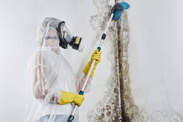 Best Commercial Mold Removal  in Upper Exeter, PA