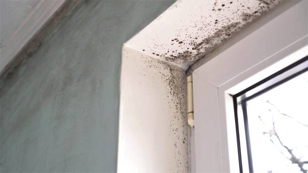 Best Mold Cleaning Services  in Upper Exeter, PA