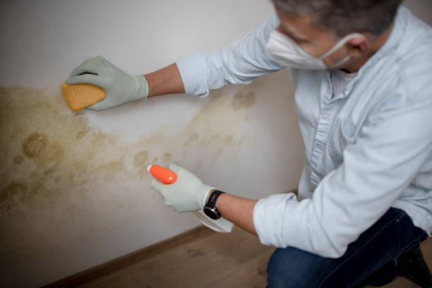 Best Fast Mold Removal  in Upper Exeter, PA