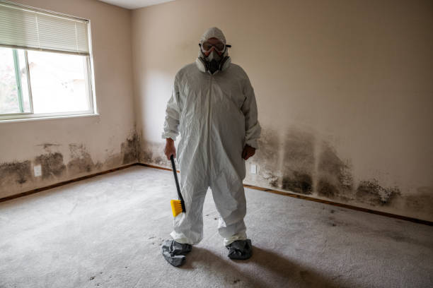 Attic Mold Removal in Upper Exeter, PA