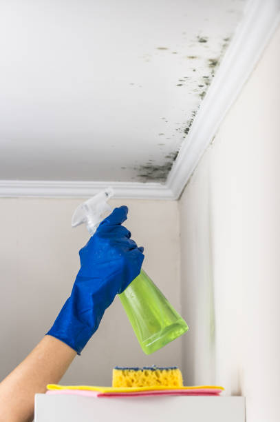 Reliable Upper Exeter, PA Mold Removal Solutions