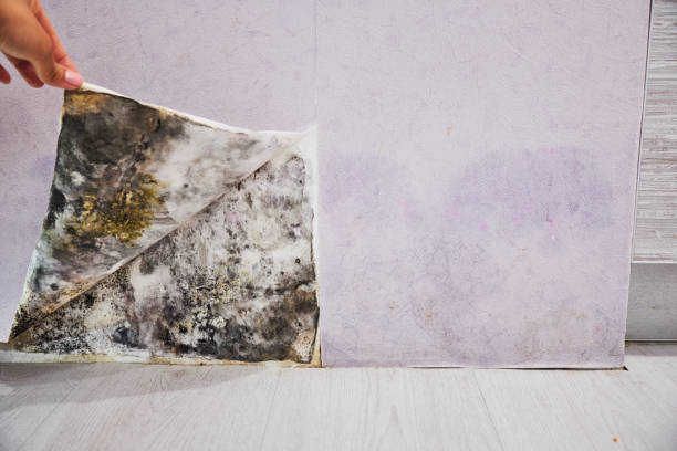 Certified Mold Removal in Upper Exeter, PA